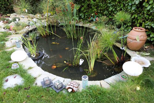 Bassin plantes aquatique
