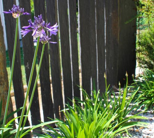 Plantation arbres et fleurs