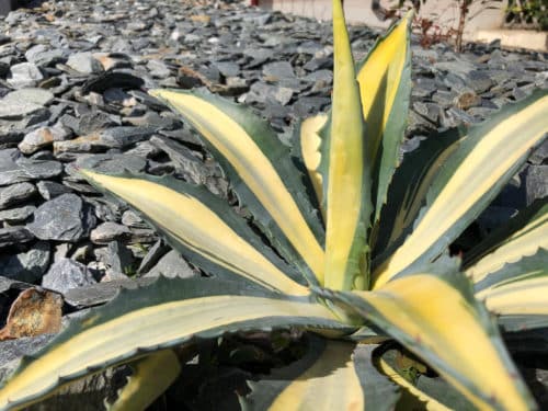 Massif plantes exotique