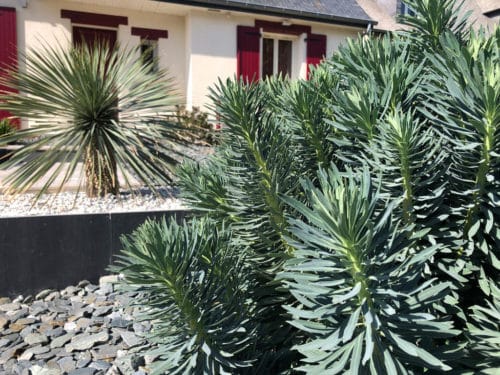 Massif plantes exotique