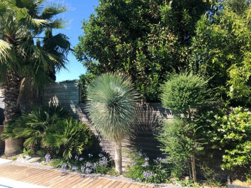 Massif plantes exotique