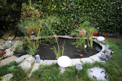 Bassin avec plantes aquatique