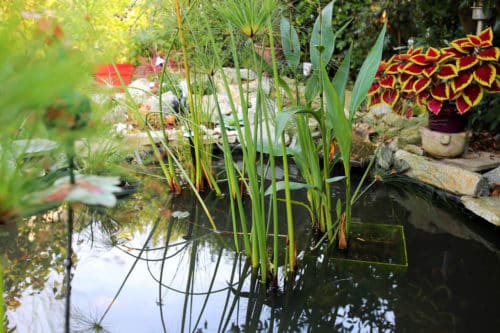 Bassin avec plantes aquatique