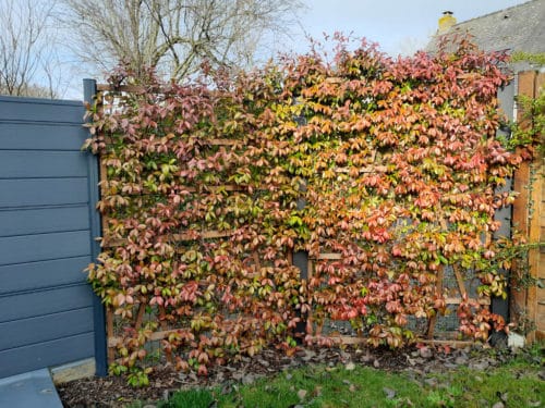Clôture de jasmins à l'automne
