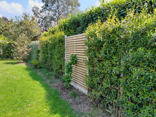 Clôture alternée avec panneaux bois et végétale