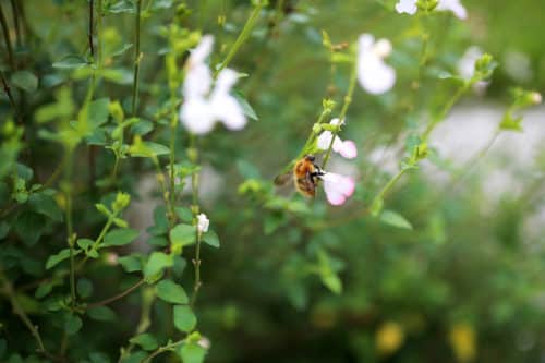 Plante avec une abeille