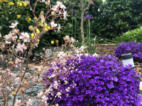 Massif avec aubrieta violette