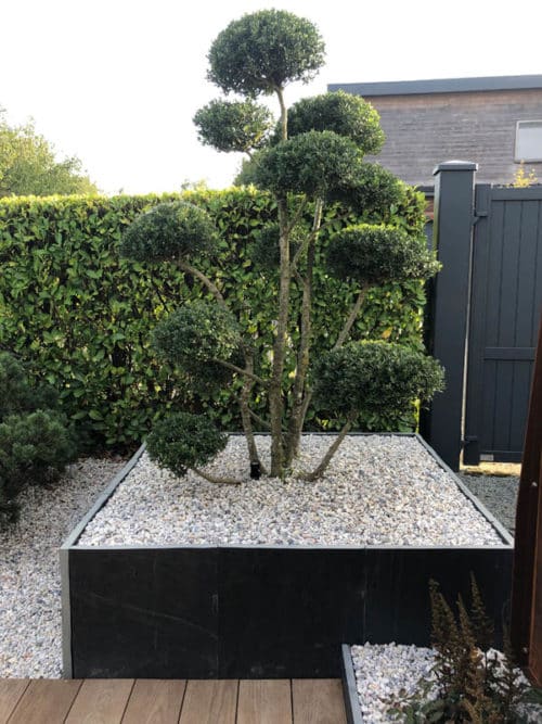 Massif minérale avec ilex crenata bonsaï