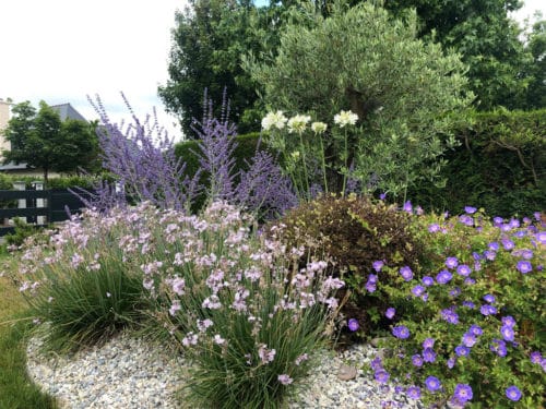 Massif d'arbustes et fleurs