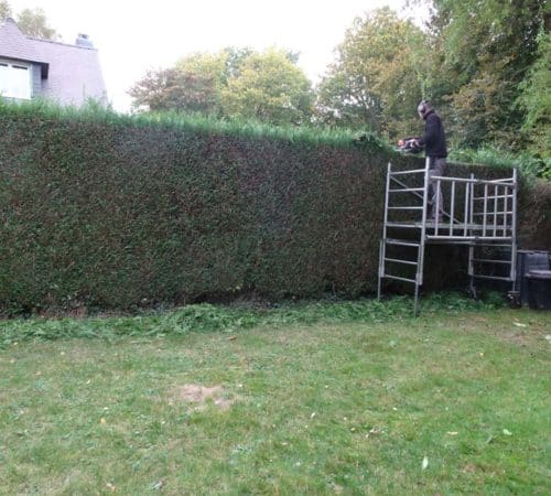 Taille de Haie Service à la Personne à Rennes et ses Environs