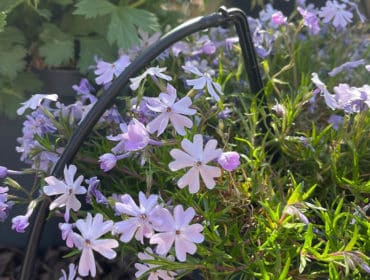 arrosage du jardin avec un système goutte-à-goutte dans un potager à Rennes