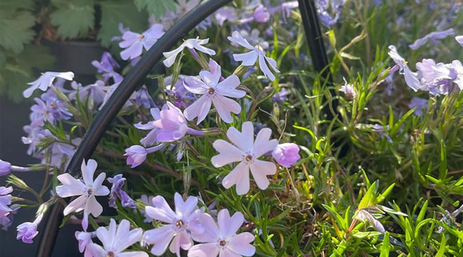 arrosage du jardin avec un système goutte-à-goutte dans un potager à Rennes