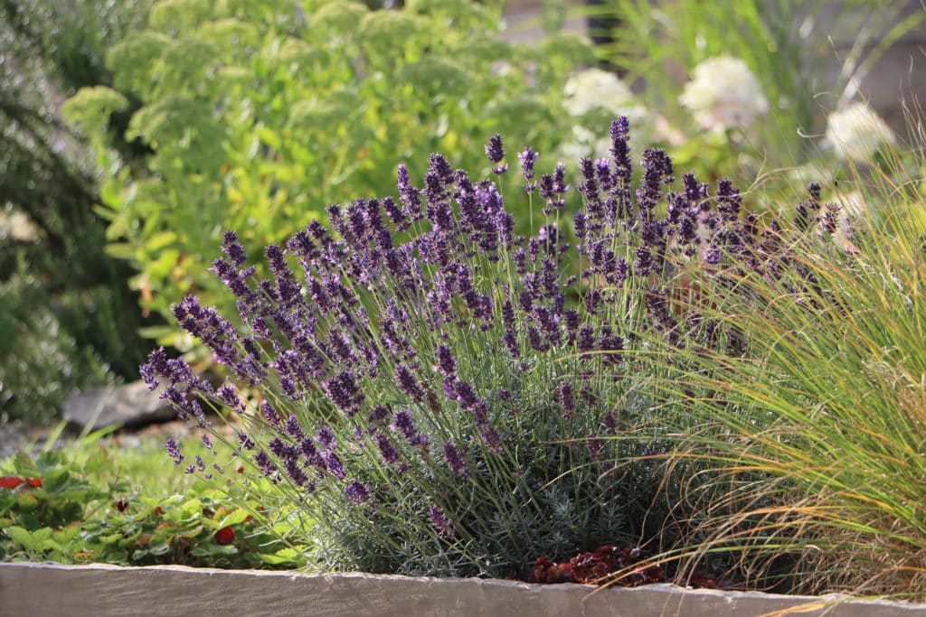 plants de lavande mis en terre par L’Univers des Jardin