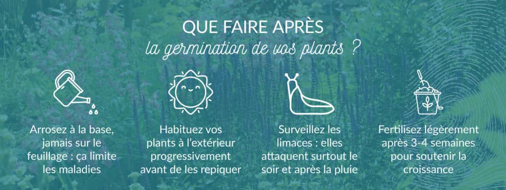 entretien et suivi des plants après la germination