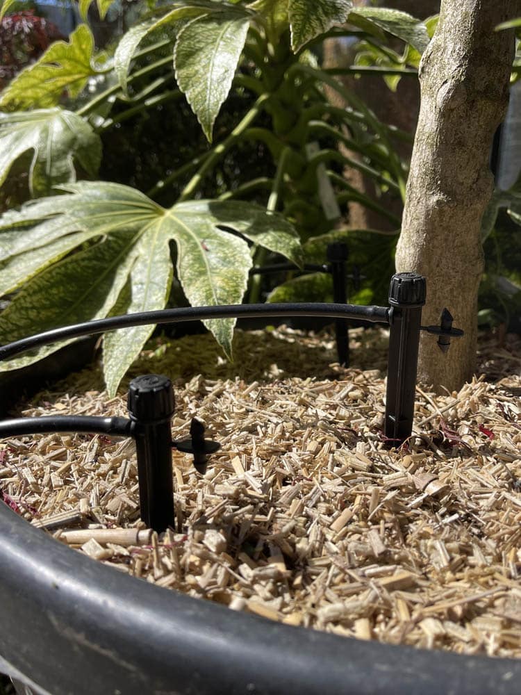 paillage de jardin en écorce de pin pour économiser l'arrosage en Bretagne
