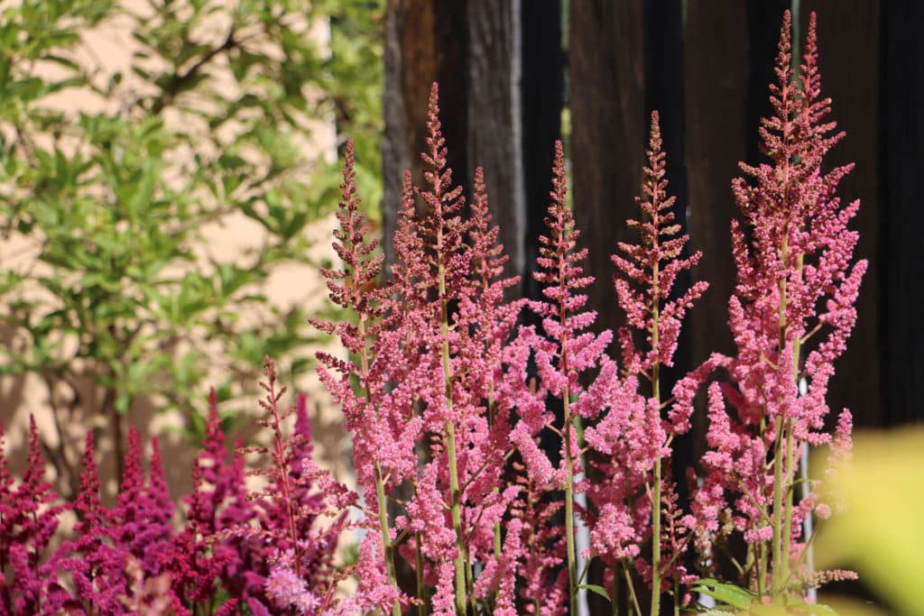 des plantations de printemps dans un massif de fleurs