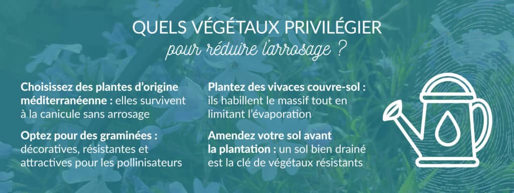végétaux à privilégier au jardin pour réduire l’arrosage