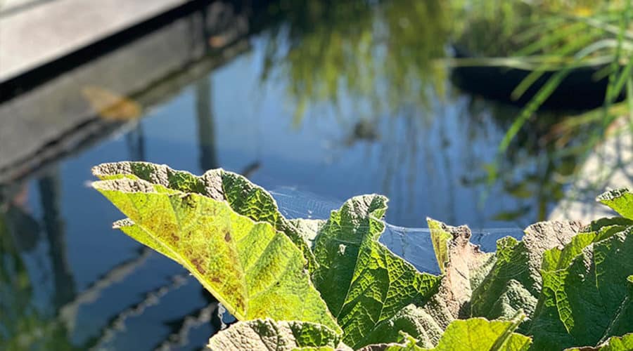 éclairage bassin ornement jardin soirée aménagement paysager Bretagne